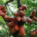 Le cacao plus cher que le cuivre sur les marchés mondiaux 