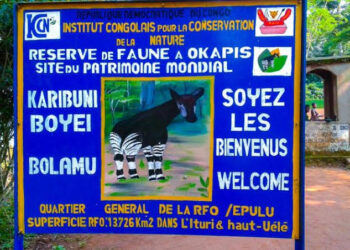 RDC: Albert Bulimwengu alerte sur l’exploitation minière illégale dans la Réserve de faune à Okapis