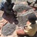 RDC: la CNDH préoccupée par la présence des enfants dans sites miniers de cobalt
