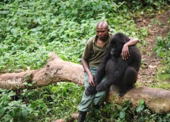 RDC: le gouvernement adopte un projet pour la promotion de l&rsquo;éco-tourisme et la protection de la biodiversité 
