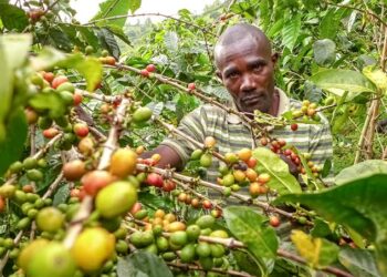 RDC: le café robusta en hausse sur les marchés internationaux