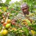 RDC: le café robusta en hausse sur les marchés internationaux