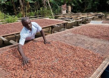 La Chine va importer plusieurs tonnes de café, sésame, piment, soja et de cacao en provenance de la RDC